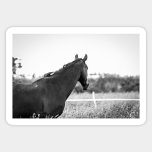 Horse naturally in the pasture Sticker